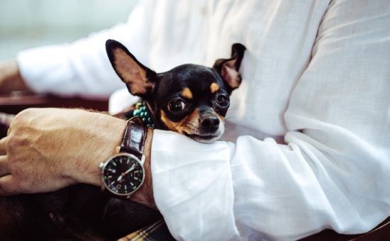 Pet marketing: How Animals Improve Your Marketing, How to Use Animals in Marketing